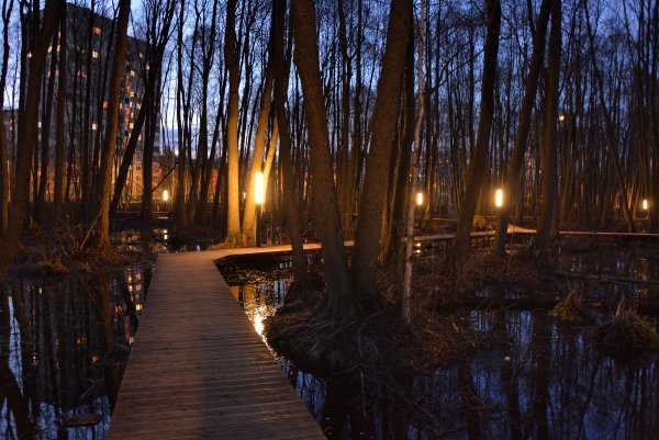 Парк Пехорка лес