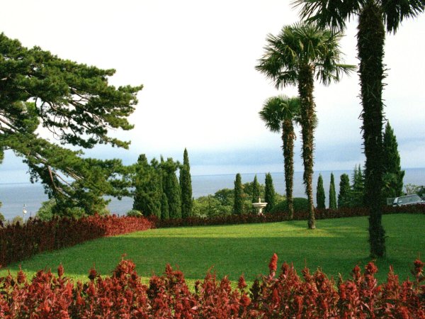 Ливадийский дворец Секвойя