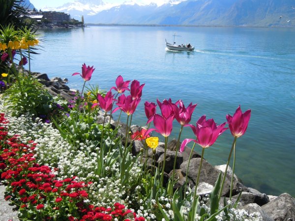 Цветы Швейцарии Женевское озеро