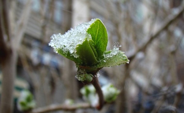 Снег в апреле