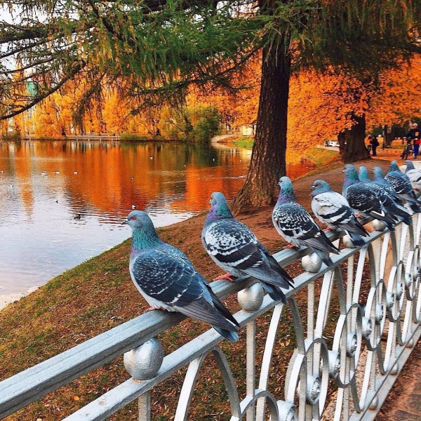 Птицы в городе