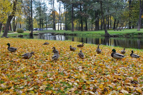 Тимирязевский парк утиный пруд