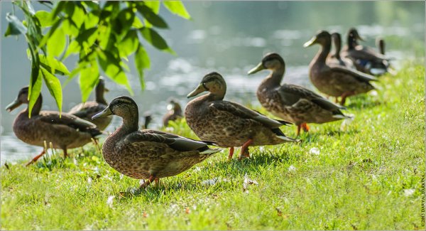 Птицы в городском парке