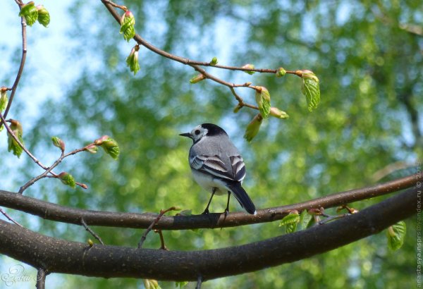 Птицы в парке
