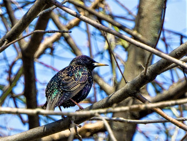 Милый Скворушка скворец
