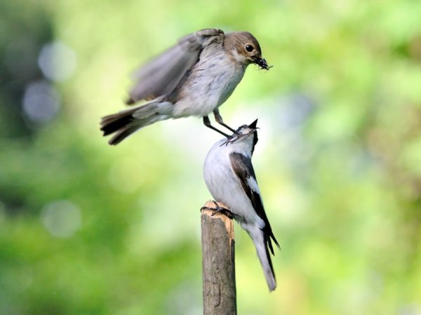 Серая птица в парке