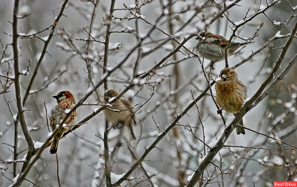 Птицы в парке зимой