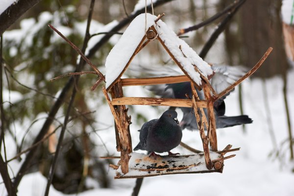 Парк Кирова Ижевск Птичья столовая