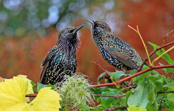 Птицы весной скворцы