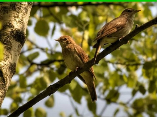 Птицы которые поют в лесу