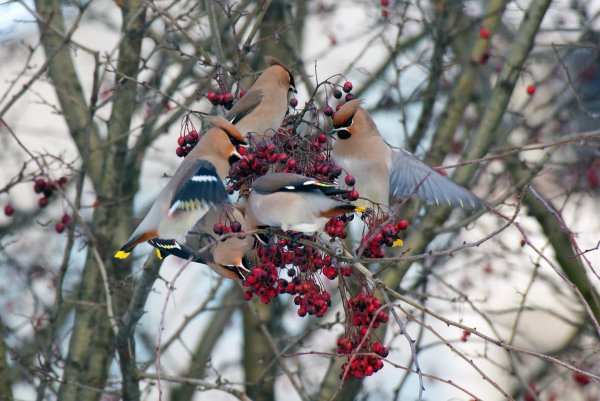 Снегирь свиристель Щур