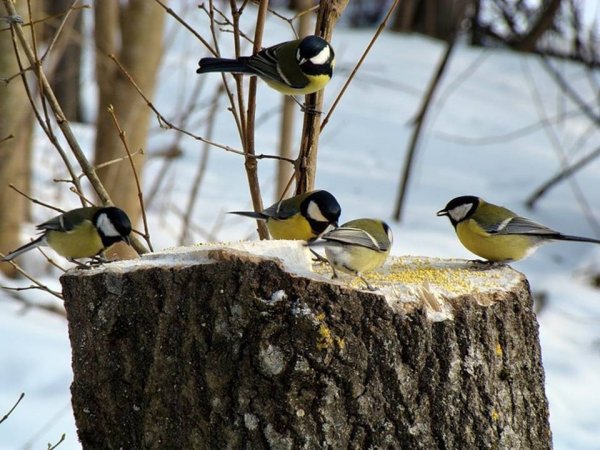 Городские птицы зимой