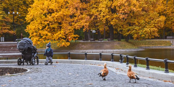 Ломоносов парк утки осенью