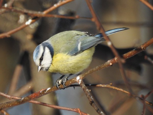 Птицы Кузьминского парка