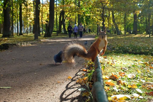 Белки в Петергофе
