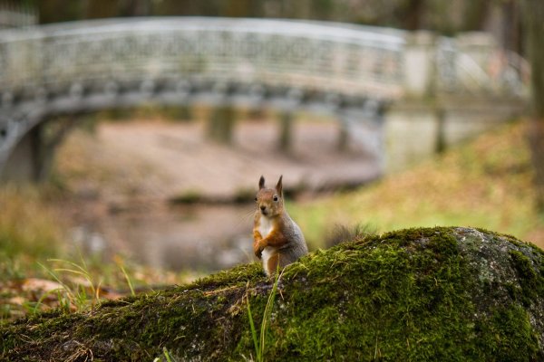 Парк с белочками