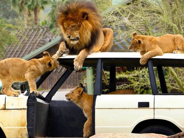 Сафари-зоопарк Сан Диего