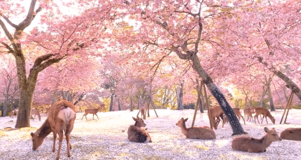 Nara Park Нара