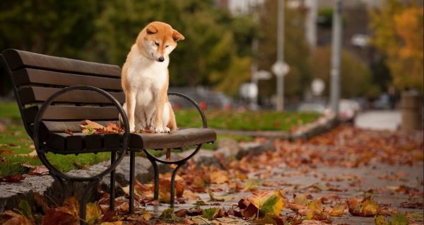 Собака в осеннем парке