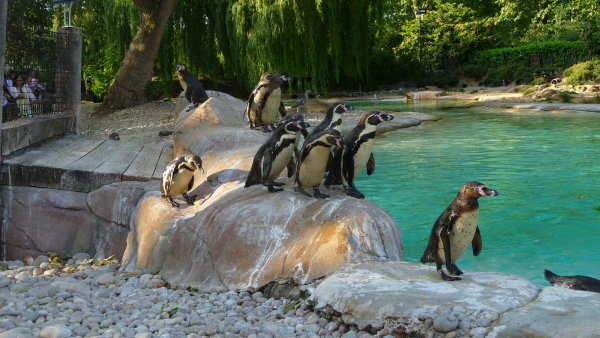 Риджентс парк зоопарк