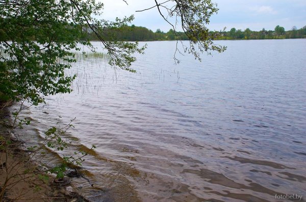 Озеро долгое Лепельского района