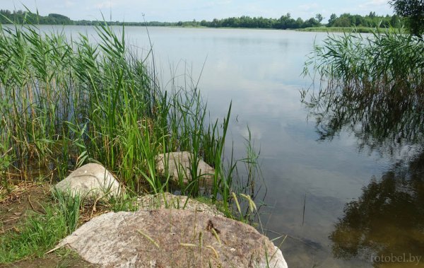 Озеро Бобрица Лепельский район