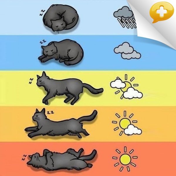 Кошки предсказывают погоду