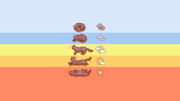 Коты предсказывают погоду