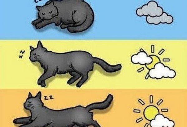 Кошки предсказывают погоду