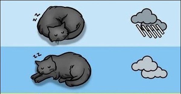 Как понять погоду по коту