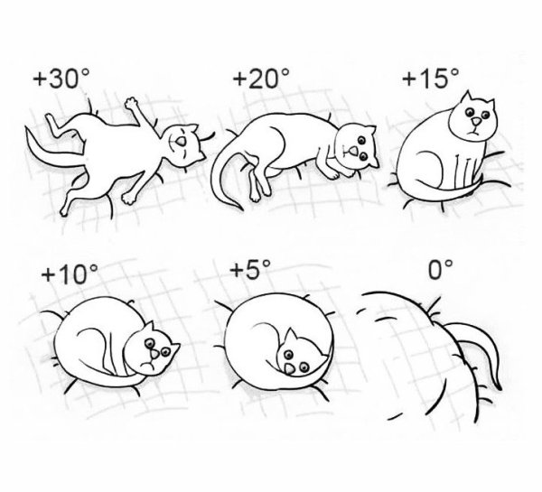 Как узнать погоду по коту