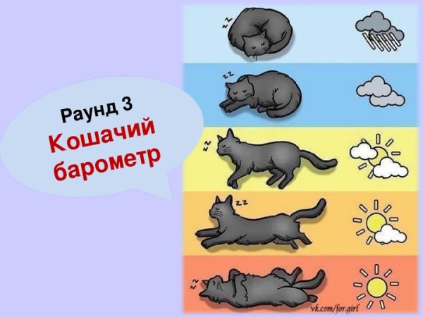 Определяем погоду по кошке