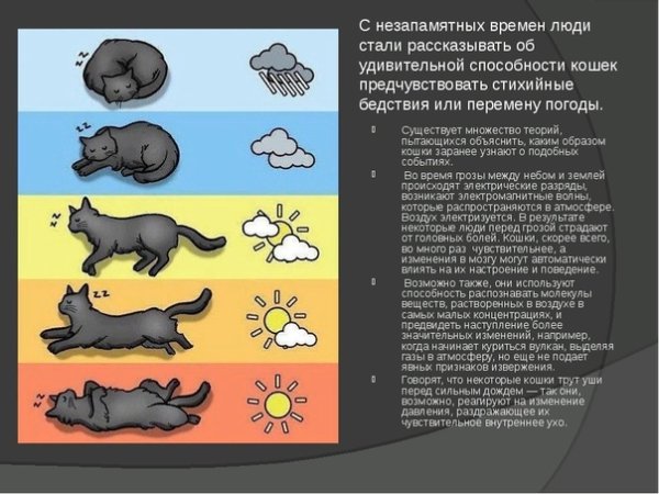 Кошки предсказывают погоду