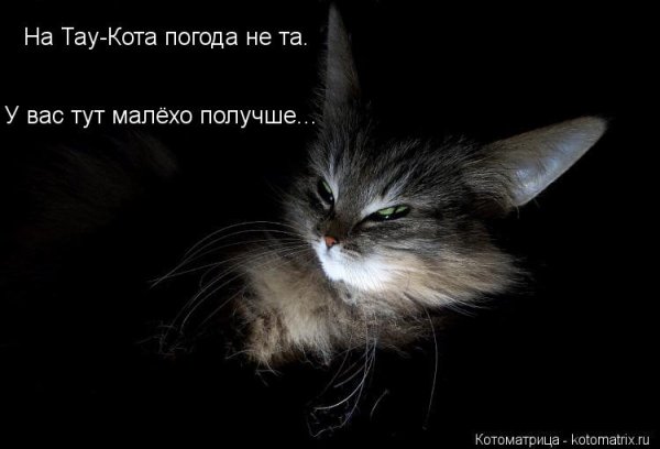 Кот погода трындец