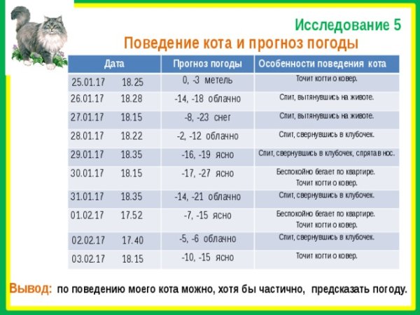 Определяем погоду по коту