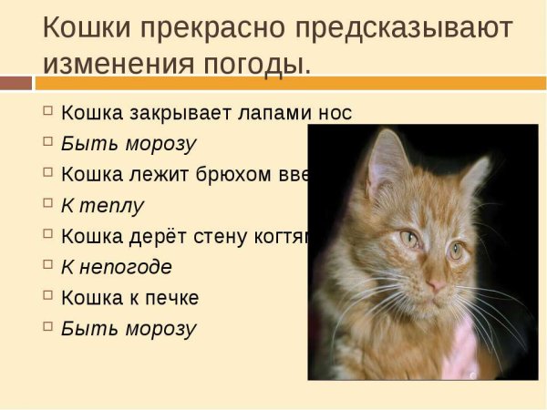 Приметы про кота