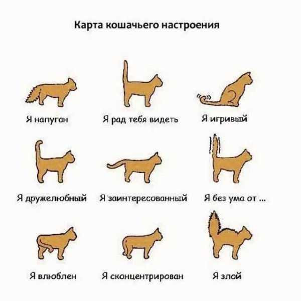 Как изучить кошачий язык