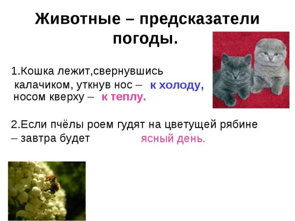 Животные предсказывают погоду