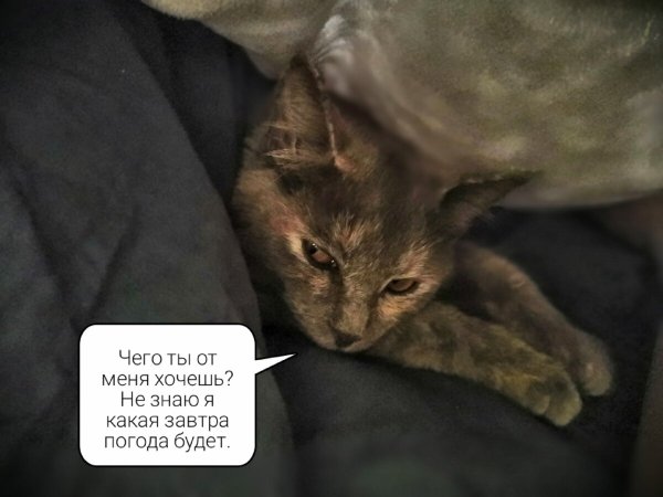 Как понять погоду по коту