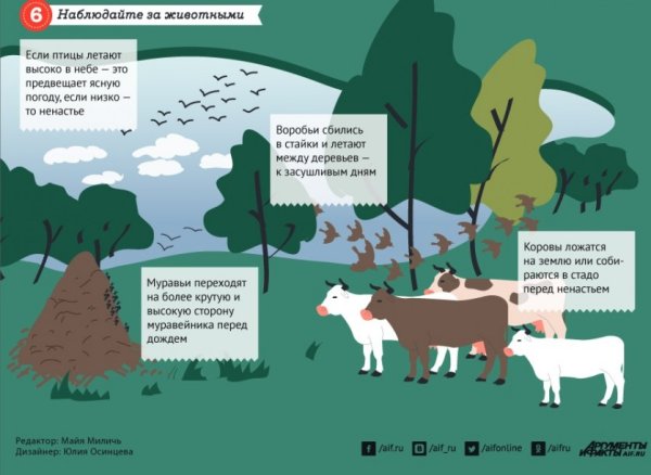 Погодные приметы животных