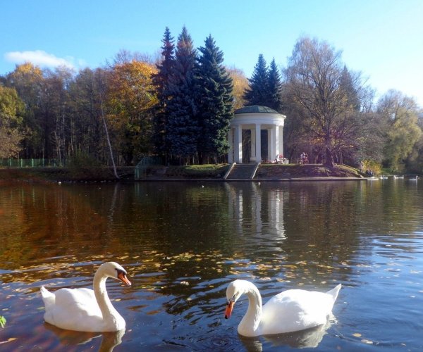 Лебединый пруд Елагин остров