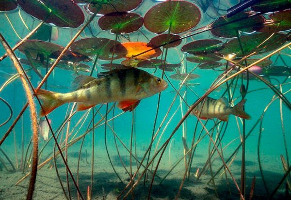 Подводный мир реки