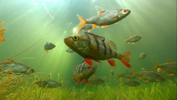 Речная рыба под водой