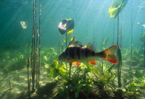 Рыбки в речке