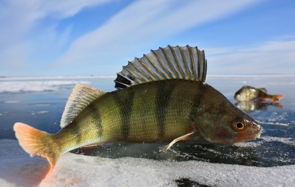 Окунь Байкала