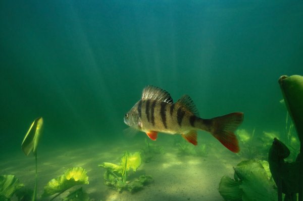 Окунь в озере