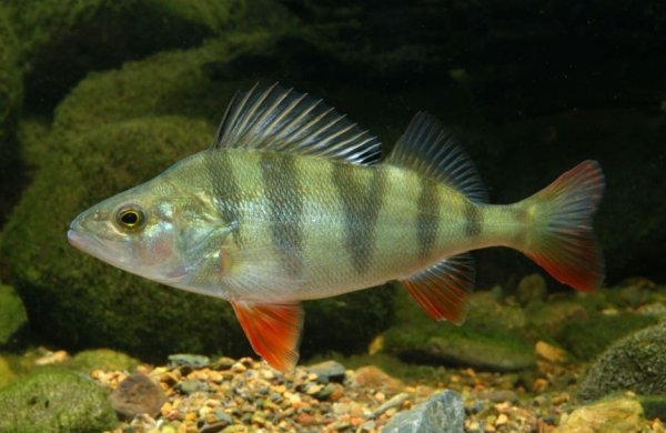 Речной окунь фото распечатать