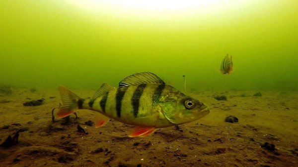 Окунь в озере