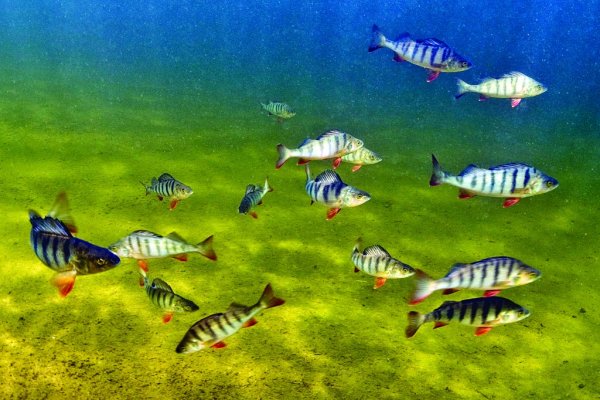 Пресноводные рыбы под водой