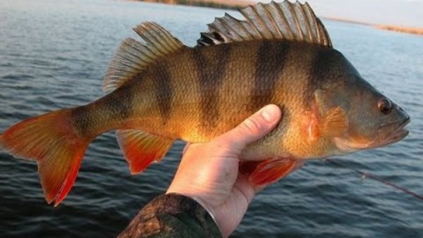 Донская рыба